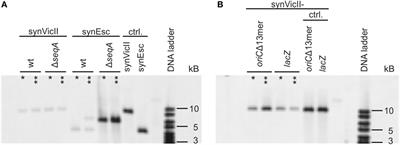 Optimization and Characterization of the Synthetic Secondary Chromosome synVicII in Escherichia coli